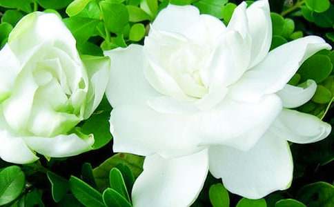 ���ŵėd�ӻ�������