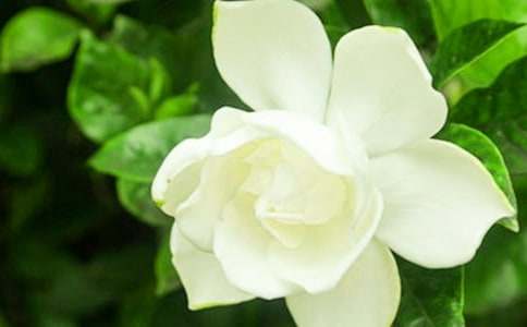 梔子花觀察作文(4篇)