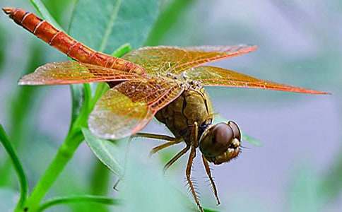 蜻蜓的秘密作文400字