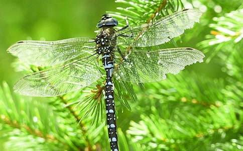 С�������Z�Խ̰���׽���ѡ�