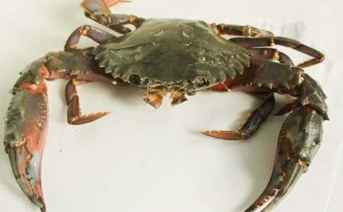 觀察螃蟹的作文