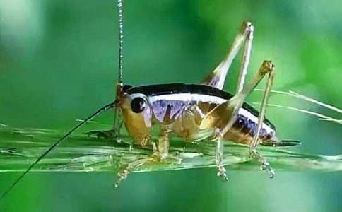 回憶暑假捉蟋蟀作文