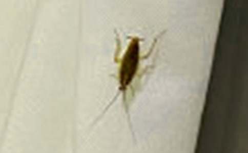 蟑螂的啟示作文