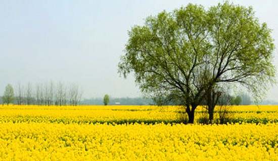 �����U�͈@���ģ����x29ƪ��