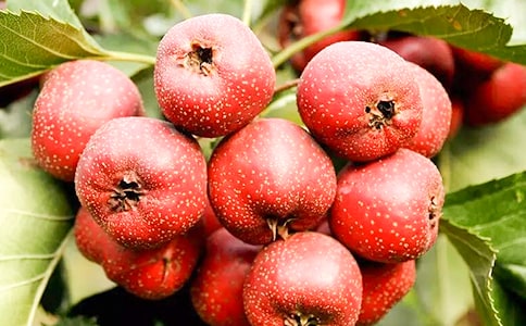 �茑ɽ高�����6ƪ