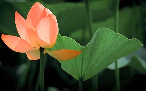 【推薦】荷花作文300字10篇