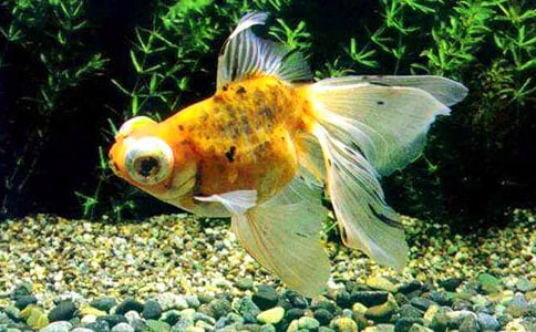 【精品】金魚五年級作文300字3篇