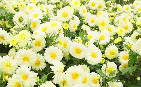 [���T]�茑�ջ�����2ƪ