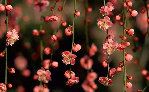春天桃花作文600字3篇